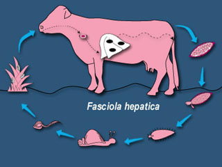 Fasciola_hepatica